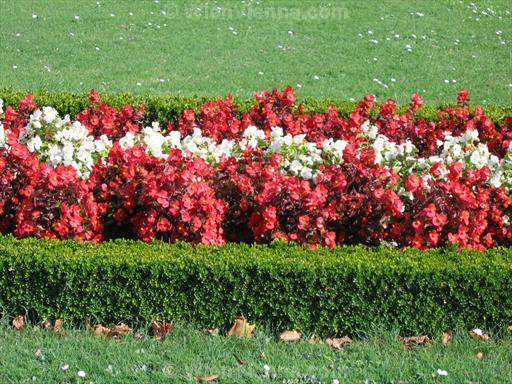 Austrian Flag Formed by Flowers in Schönbrunn Gardens