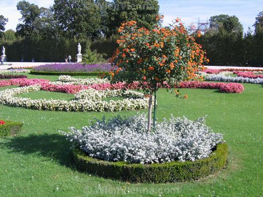 Flowers in Schönbrunn Gardens, Vienna